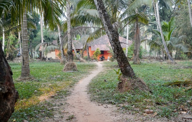 A village nestled within coconut trees in Goa.