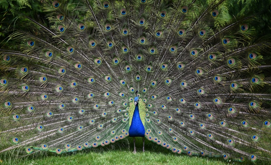 A beautiful peacock showing all its feathers.