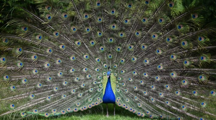 A peacock with its feathers spread out.